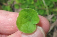 Dichondra