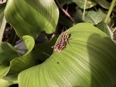 Pseudoxya diminuta