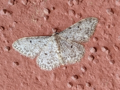 Idaea cervantaria