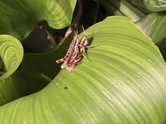Pseudoxya diminuta