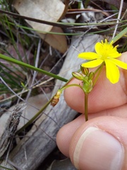 Tricoryne simplex