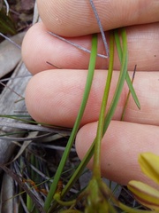Tricoryne simplex
