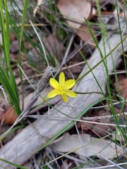 Tricoryne simplex