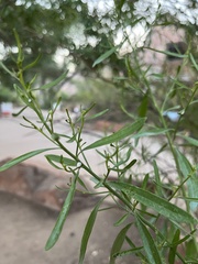 Baccharis salicina