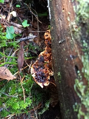 Phellopilus nigrolimitatus