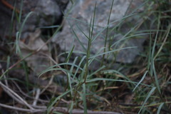 Paspalum vaginatum