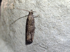 Bactra