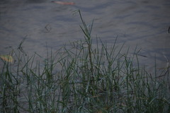 Paspalum vaginatum