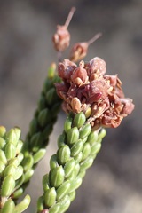 Erica petraea
