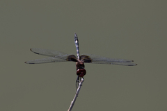 Dythemis fugax