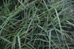 Paspalum vaginatum