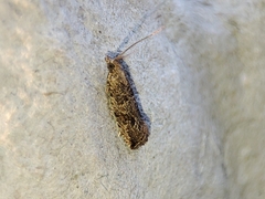 Bactra