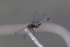 Dythemis fugax