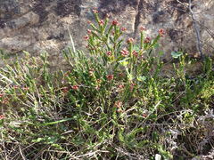 Erica petraea