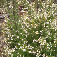 Erica lusitanica