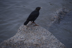 Acridotheres cristatellus