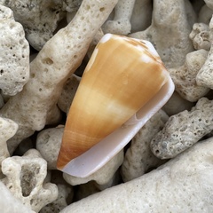 Conus planorbis