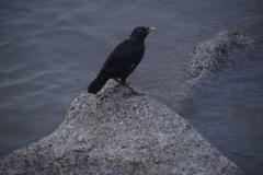 Acridotheres cristatellus