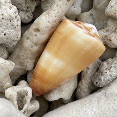 Conus planorbis