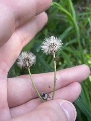 Hieracium sabaudum