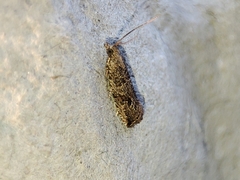 Bactra