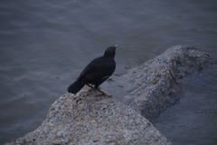 Acridotheres cristatellus