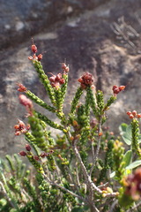 Erica petraea