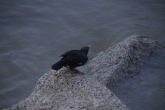 Acridotheres cristatellus