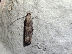 Bactra