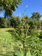 Napaea dioica