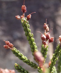Erica petraea