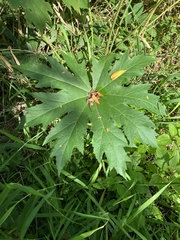 Napaea dioica