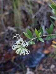 Grevillea sericea