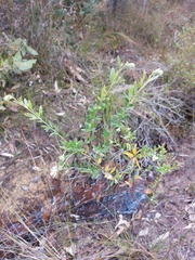Grevillea sericea
