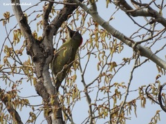 Picus vaillantii