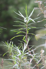Senecio linearifolius