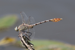 Dromogomphus spoliatus