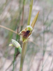 Calochilus campestris
