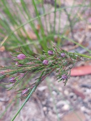 Philotheca reichenbachii