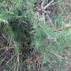 Larix decidua