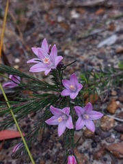 Philotheca reichenbachii