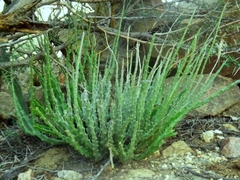Caralluma adscendens