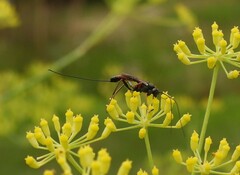 Agrothereutina