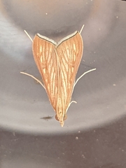 Antigastra catalaunalis