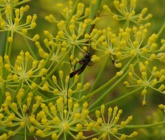 Agrothereutina