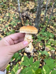 Hemipholiota populnea