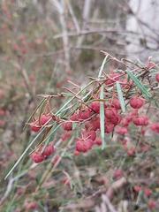 Lasiopetalum rufum