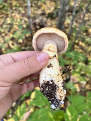 Hemipholiota populnea