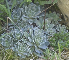 Saxifraga paniculata