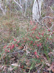 Lasiopetalum rufum